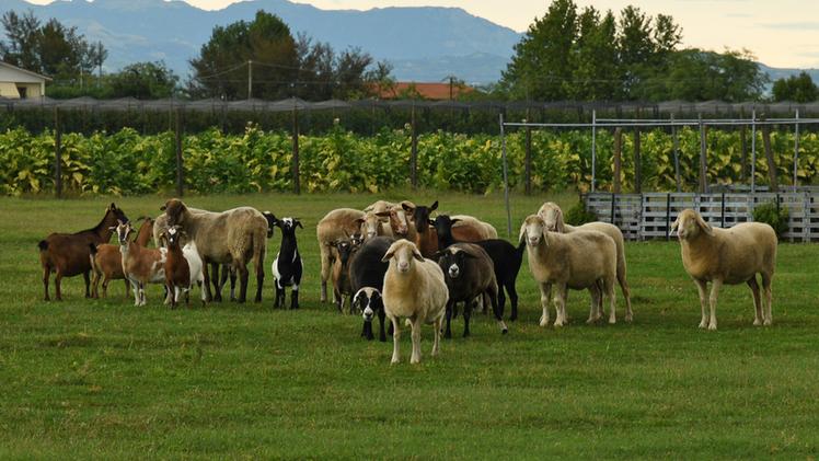 Pecore e capre sul prato del Giardino di Jacopo a Caselle di Isola della Scala FOTO PECORA