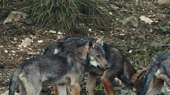 Alcuni lupi avvistati in Lessinia