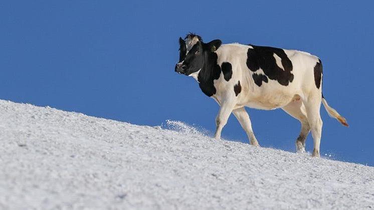 Una mucca sorpresa dalla nevicata. Le insolite e belle foto ci sono state inviate da un nostro lettore, Augusto LaghiUn vitello corre, con il rischio di scivolare