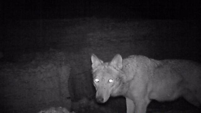 Riprese notturne di un lupo a Branchetto