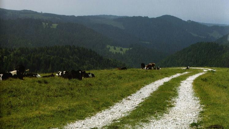 Una veduta estiva del Parco della Lessinia con i bovini al pascolo