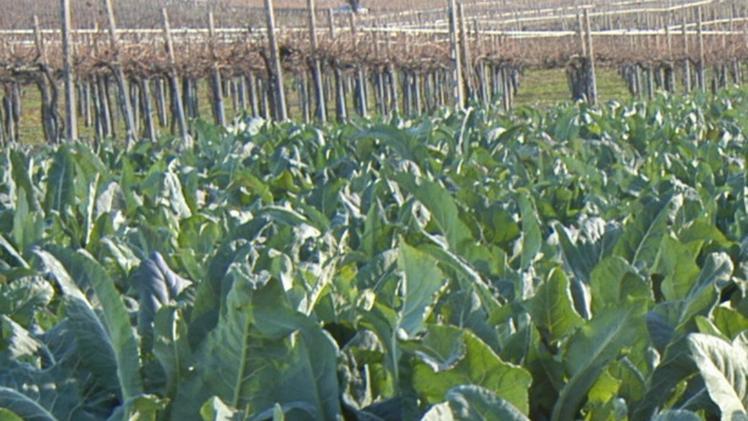 Un campo coltivato a broccoletti di Custoza
