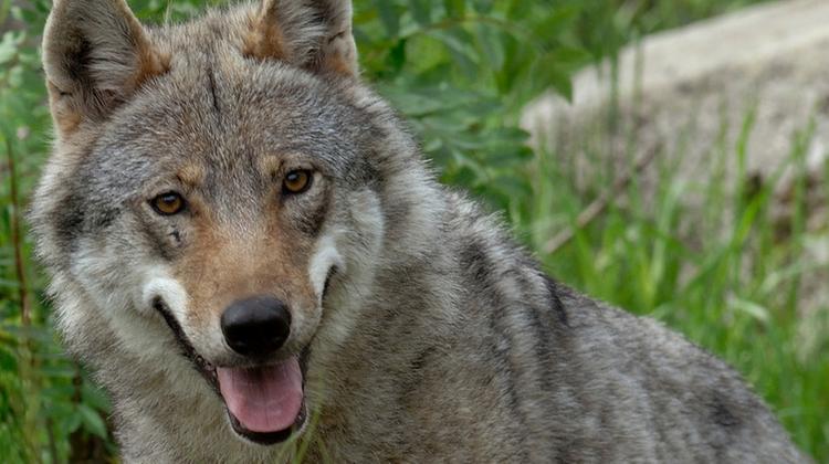 Un lupo: nella Lessinia veronese, in un anno, 65  episodi di predazione