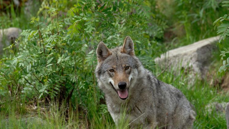 Un lupo: in casi eccezionali sarà possibile uccidere singoli esemplari