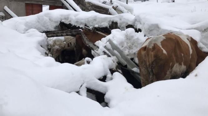 Un bovino tra neve e macerie del terremoto (foto Coldiretti)