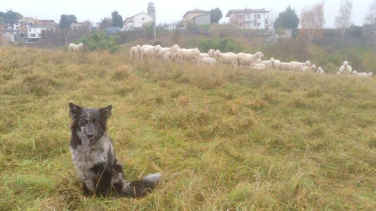 Il cane pastore della Lessinia ha grande abilità nella conduzione dei greggi