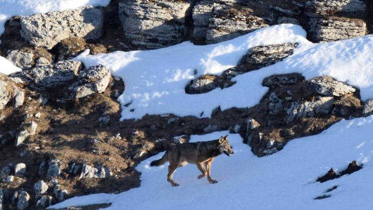 La «passeggiata» di un esemplare di lupo in Alta Lessinia immortalata dall’obiettivo del giovane Denis Aldegheri domenica poco dopo l’alba