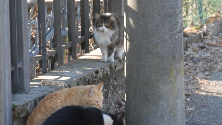 Tre gatti di una colonia assistiti in strada 