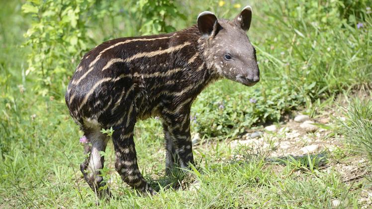 Un cucciolo di tapiro del Parco Natura Viva di Pastrengo