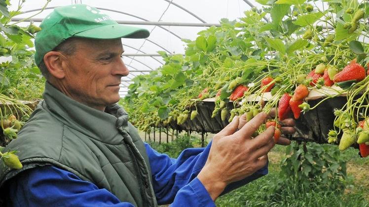 Paolo Scapin, coltivatore delle fragole «Eva» a Bonavigo DIENNE FOTO