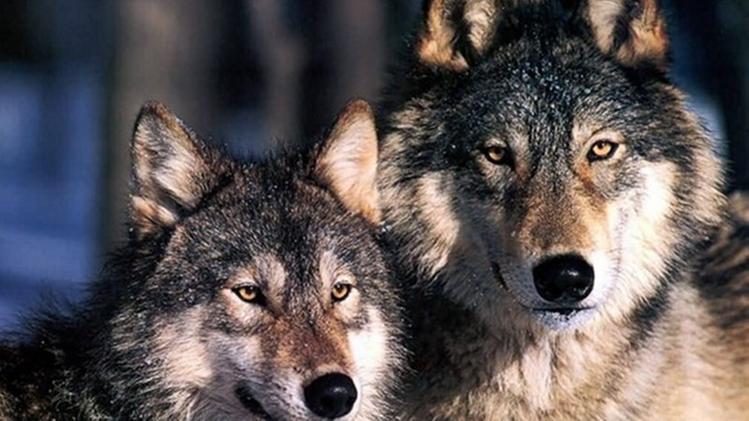 Una coppia di lupi