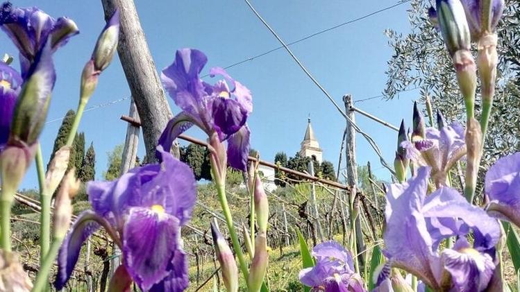 Il campanile di Campiano spunta tra gli iris in fiore