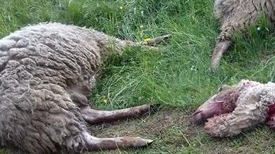 Le ultime vittime: quattro pecore che pascolavano in località Rech