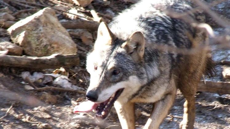 Un lupo: i predatori sono tornati a ripopolare la Lessinia
