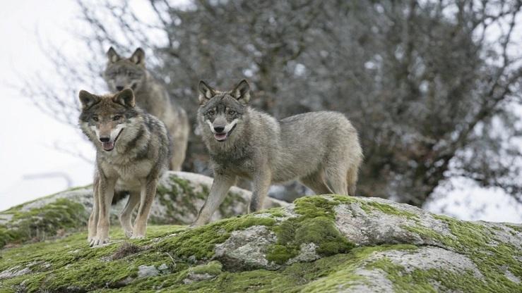 Allarme in Trentino per i lupi del Baldo