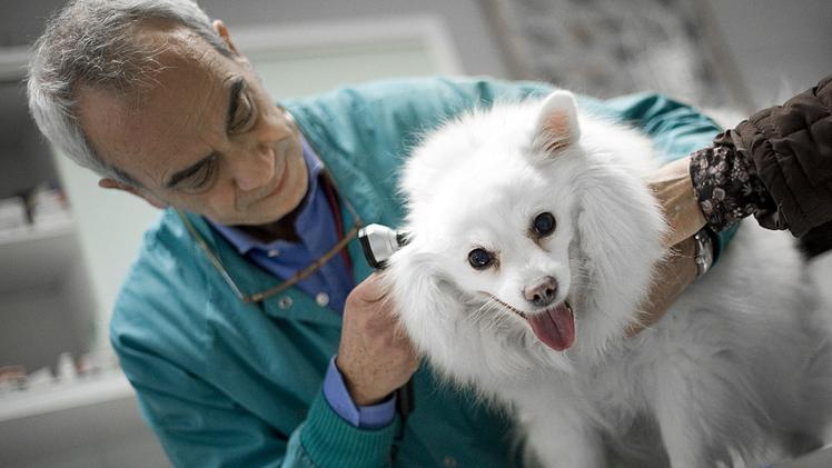 Studiata da due dottoresse veronesi la terapia per i veterinari