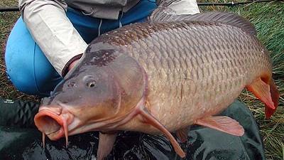 Carpa, uno dei pesci non indigeni più diffusi nel Garda