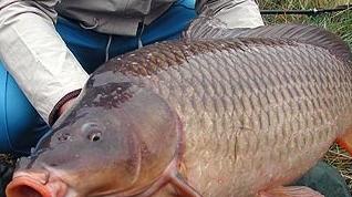 Una carpa: è uno dei pesci non indigeni più diffusi nel Garda