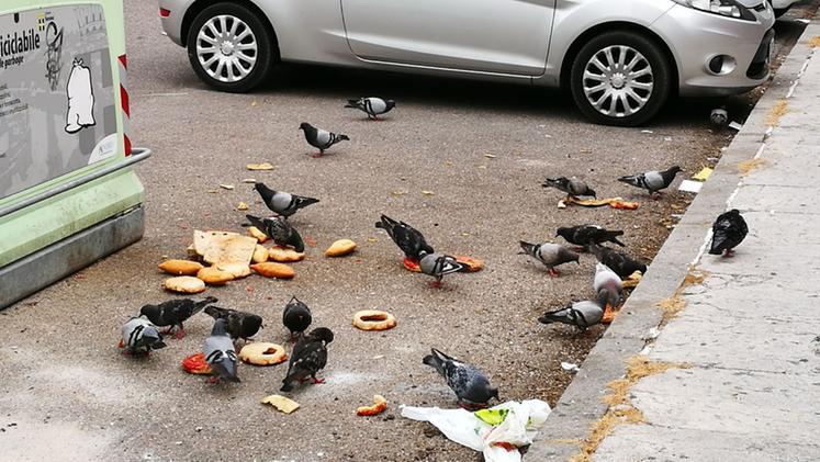 Il "pranzo" dei piccioni