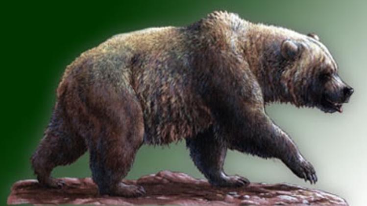 Un orso preistorico