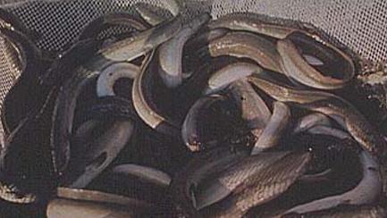 Pesca di anguille