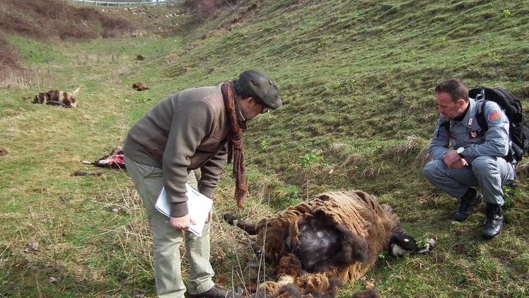 Rilievi su pecore uccise dai lupi a San Bortolo a Selva di Progno