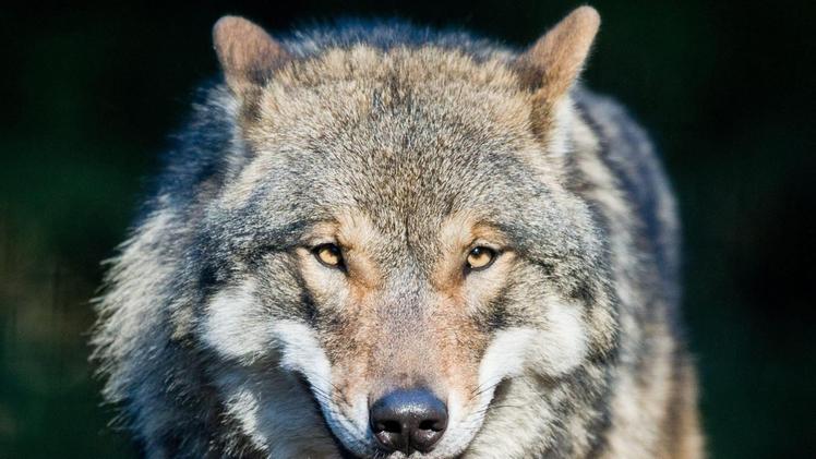 Un lupo: i predatori sono tornati a popolare la Lessinia
