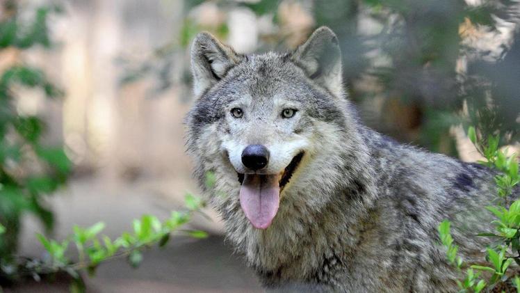 Un lupo: la convivenza tra il predatore e l’uomo in Lessinia è difficile