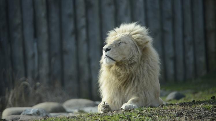Blanco, leone bianco, morto a 15 anni al Parco Natura