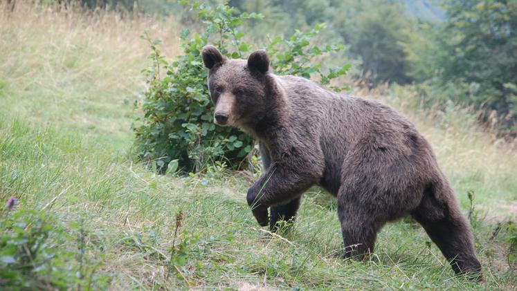 Un orso fotografato in Trentino