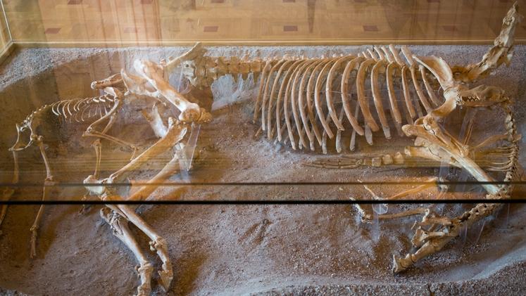 Gli scheletri del cavallo e dei due levrieri esposto in una teca al museo di Povegliano 