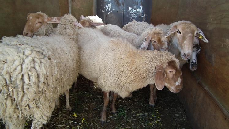 Pecore Brogna: il loro allevamento sta ritornando in auge in Lessinia