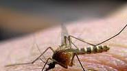 Una zanzara mentre colpisce. Gli insetti sono in aumento