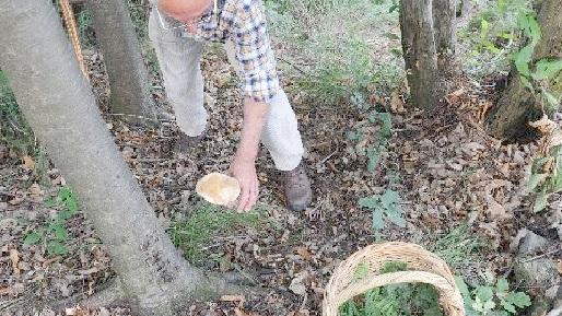 Un appassionato raccoglie funghi