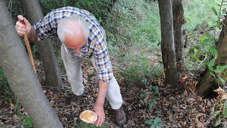 Un cercatore di funghi in un bosco. Indossa calzature adatte e si aiuta con un bastone