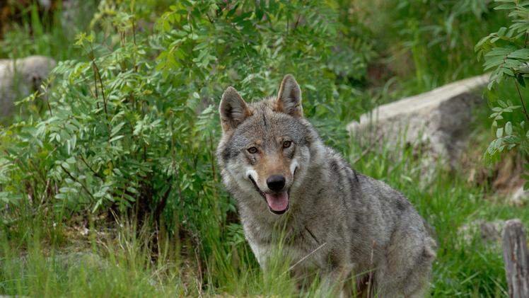 Il ministero dell’Ambiente non ha accolto la richiesta di deroga di Venezia in materia di gestione del lupo