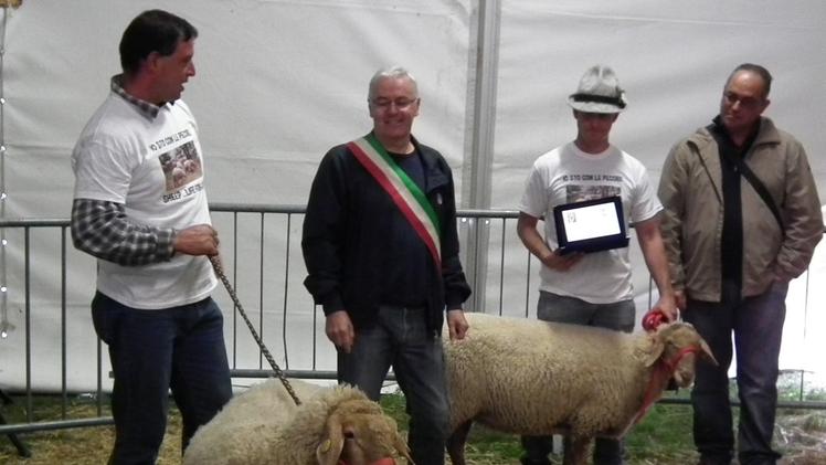 L'esemplare di pecora Brogna dell'allevamento di Giuliano Menegazzi vincitrice tra le fattrici