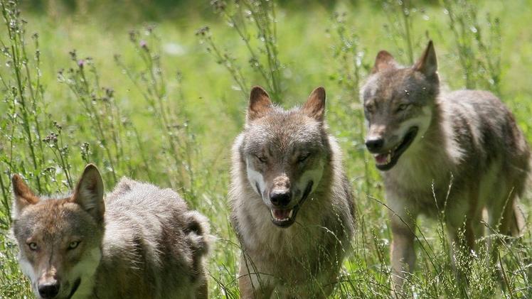 Un gruppo di giovani lupi. La Regione a Bruxelles chiede il loro contenimento