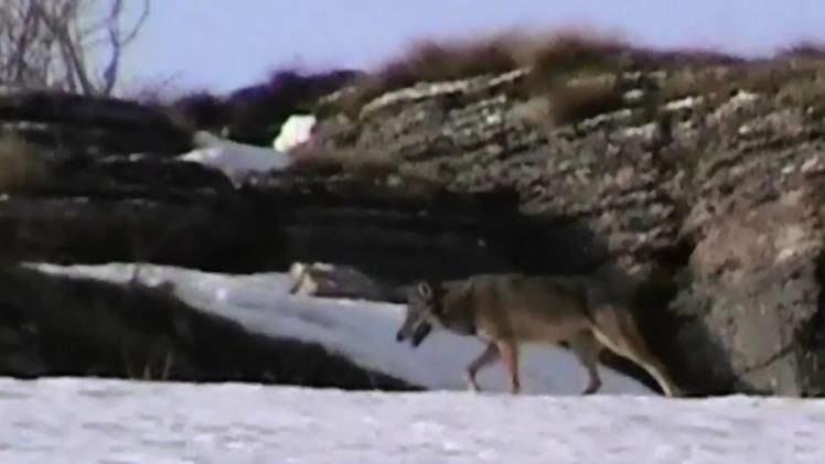 Uno dei cuccioli, avuti dal  lupo Slavc e lupa Giulietta, a caccia di marmotte, Il fotogramma è tratto da un video il cui autore è Gianni Ferrarese 