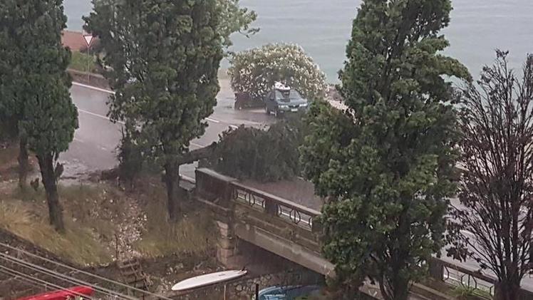 Maltempo sul lago di Garda in una foto di archivio: un albero è stato abbattuto dalla forza del vento 