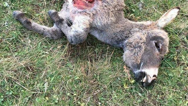 La carcassa di uno degli asini uccisi dai lupi