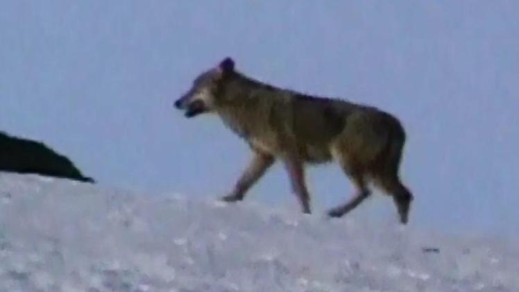 Uno dei lupi fotografati in Lessinia