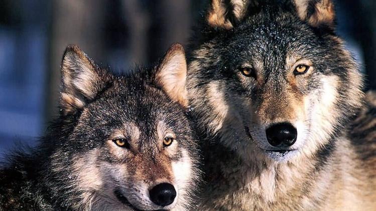 Due esemplari di lupi:  rinviata l’approvazione del piano di conservazione e gestione