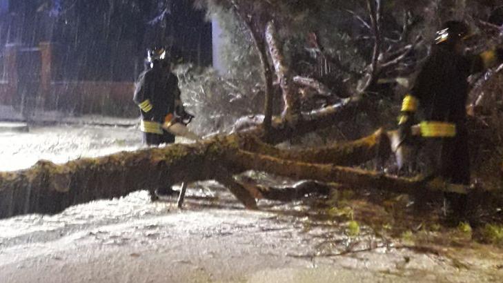 Vigili del fuoco al lavoro su un albero caduto (foto VVF)