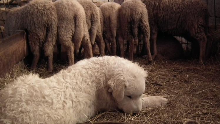 Un cane pastore a guardia degli ovini
