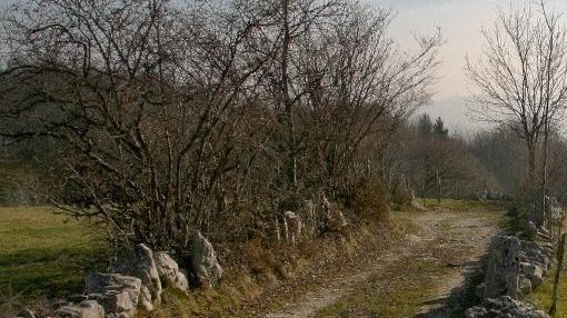 Un’antica strada in LessiniaCaccia ai cinghiali. Potrà essere praticata in alcune zone 