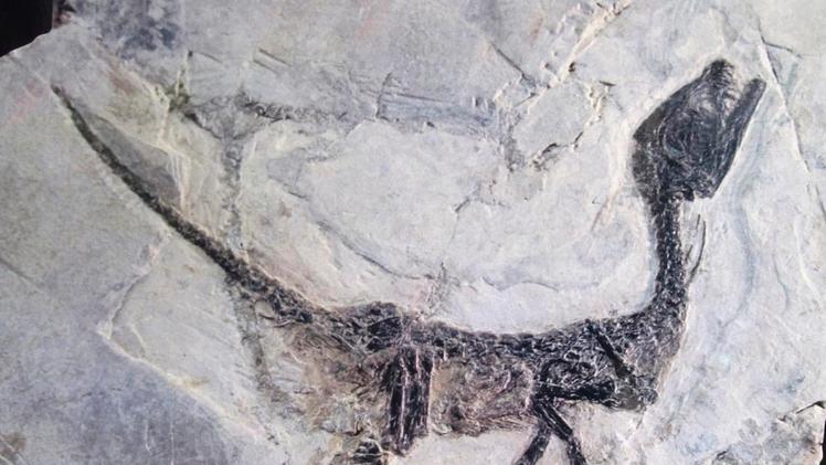 Il fossile di Ciro che venne scoperto da Giovanni Todesco