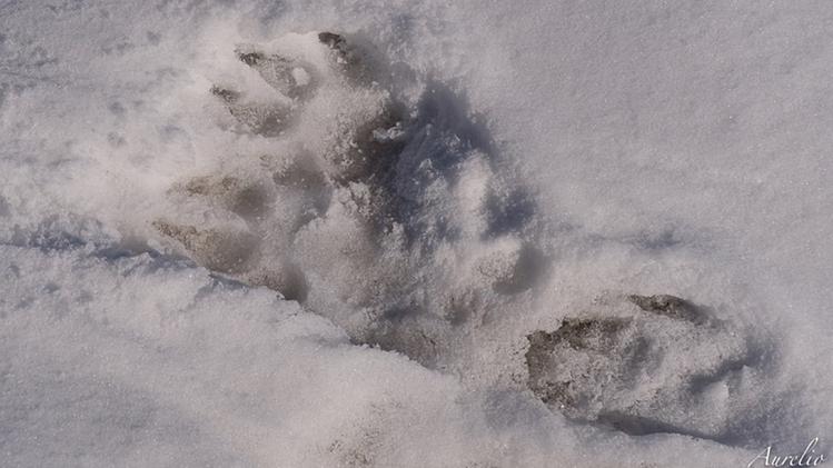 L’ impronta di orso fotografata a Bocchetta di Naole da Aurelio Boni 