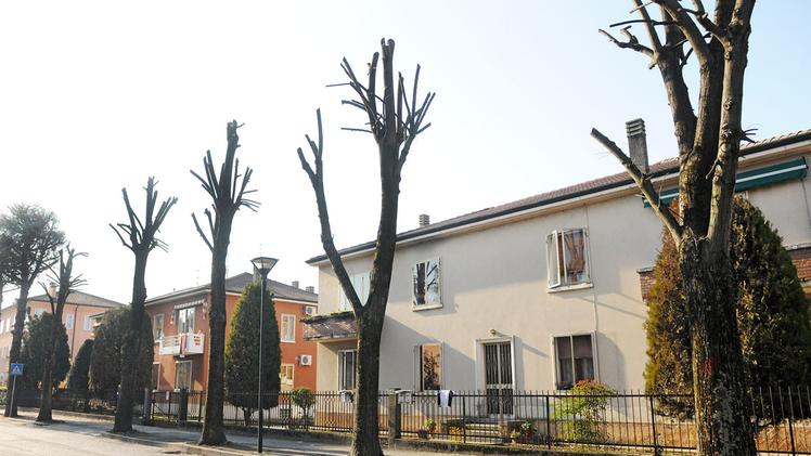 Ecco come si presentano gli alberi potati in via Roma DIENNEFOTO