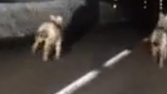 Due dei cinque lupi filmati con il cellulare dall’interno di un auto 